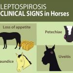 Leptospirosis