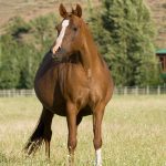 Equine Reproduction: The Miracle of Life in Horses