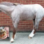 Laminitis, A Devastating Hoof Disease: Quick Action Slows Progress