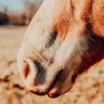 ✔️Breathing Is Important. Let’s Talk About Horse Heaves.