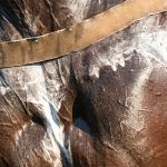 Heat Exhaustion in Horses. Don’t Miss This.