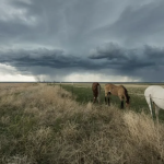 Protecting Horses in Natural Disasters