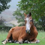 Caring For an Aging Horse