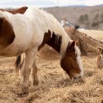 Good Quality Hay is Important!