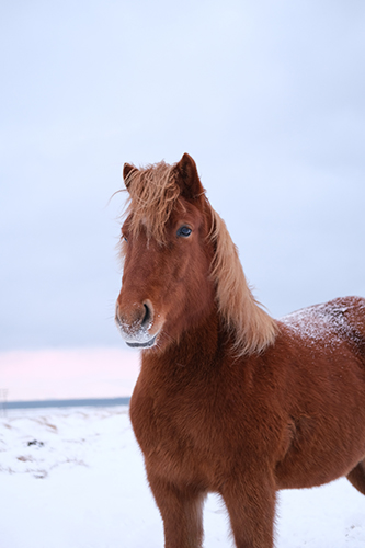 horse in snow