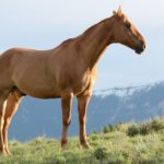 Nurturing the Future: The Vital Importance of Reproductive Care in Horses