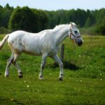 Safeguarding Equine Health: A Comprehensive Guide to Protecting Horses from Parasites