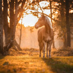 Unlocking the Secrets of Equine Wellness: A Guide to Optimal Horse Nutrition