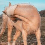 Unraveling the Mystery: Understanding and Addressing Common Horse Skin Problems