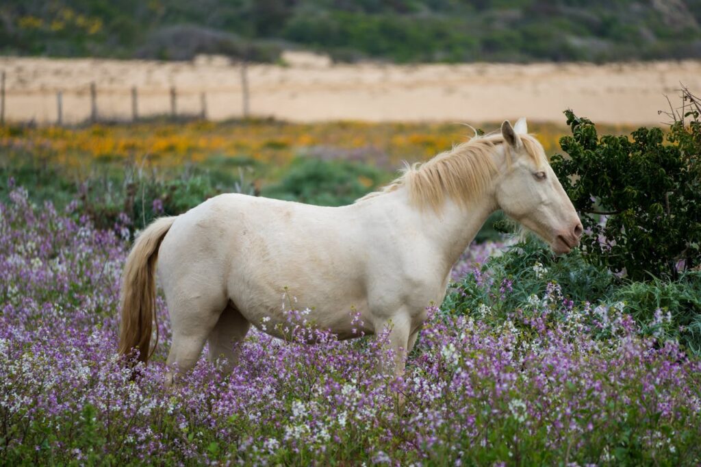 Horse Skin Problems Archives - Rocky Valley Veterinary Service