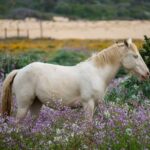 Springtime Care for Horses