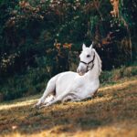 Eastern and Western Equine Encephalitis