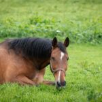 Understanding Anxiety in Horses