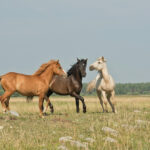 Equine Influenza