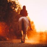 A Guide for First-Time Horse Owners: What You Need to Know