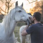 Learn to Recognize Your Horse’s Dental Problems